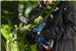 BOSCH MOTOSIERRA GKE 18V-20 S/BAT. 0.600.8D7.100